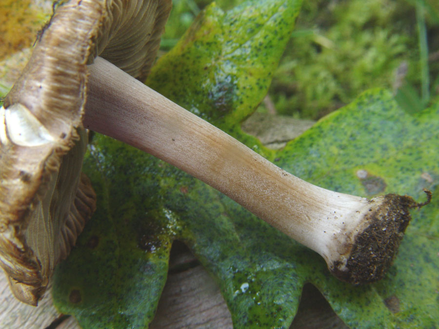 Inocybe del Parco del Circeo
